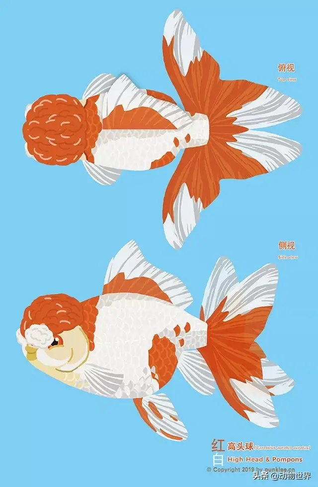 金鱼大图鉴10手绘详解-第8张图片