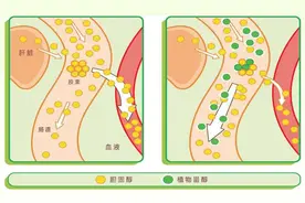 植物甾醇是什么，可以降胆固醇吗？图片