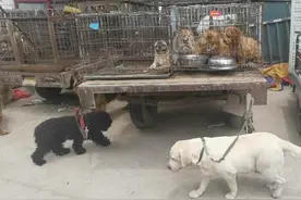 江苏：主人拆迁无处养，狗狗遭大殃，狗肉车上装满拆迁户的宠物狗图片