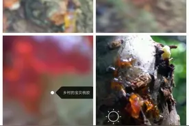 《山中珍宝》图片