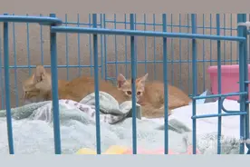 猫妈妈遭虐杀后续：两只“孤儿猫”已被收容照顾图片