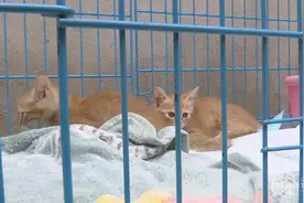 猫妈妈遭虐杀后续：两只“孤儿猫”已被收容照顾图片
