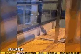 恶心！火锅店内，老鼠明目张胆在切肉台乱蹿…店员这样回应图片