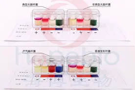 大肠埃希氏菌生化鉴定解析图片