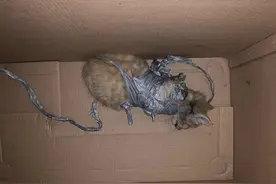 澳洲男子在小猫身上放鞭炮，并用胶带绑住扔进垃圾桶图片
