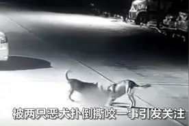 山东两恶犬疯狂撕咬6岁男孩，半月前还曾咬伤4岁女童，致其全身重伤多次手术图片