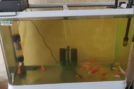 鱼缸黄水的原因和处理方法，鱼缸黄水的解决办法，鱼缸水发黄图片