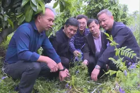 生草成了宝 “减肥”提质效果好图片