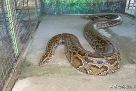 蛇毒--从了解蛇开始（1）图片