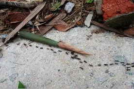 语文书里的“蚂蚁搬家要下雨”居然是错的？科学家：确实没根据图片