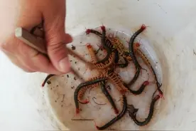 怎样才能多捡蜈蚣？掌握这些技巧，可以让蜈蚣给你赚更多的钱图片