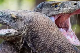 现存最大的蜥蜴，被称为“神话”的科莫多巨蜥，真正实力如何？图片