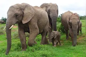 云南15头大象一路北上，为何不诱导它们掉头？野外遭遇该怎么办？图片