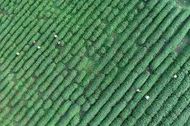 绍兴诸暨奢野露营基地，豪华房车、星空帐篷、热气球、花海、萌宠图片