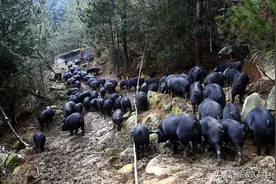 猪价暴跌，养猪业面临大洗牌，养猪户如何转型在夹缝中获得生存？图片