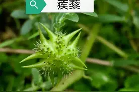 中药古今研究：蒺藜图片