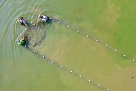 广东梅县区丙村镇的小小黄骨鱼，成了致富“金娃娃”图片