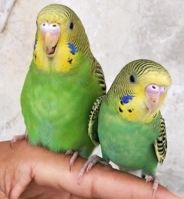 虎皮鹦鹉鱼鳞和珍珠图片