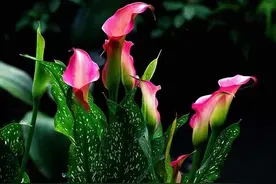 每周一花：马蹄莲图片