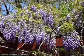 惊艳！京城紫藤花开成瀑，梦幻了整个春天~图片