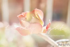 4月上旬等到前任回头，旧情复燃，回归了从前甜蜜的三个星座图片