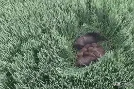 农村野山鸡和野猪破坏农田，偷吃粮食，农民该怎么办？图片