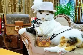 猫咪扮“阔太太”走红，谁能想到，这么好看的猫，2年前是流浪猫图片
