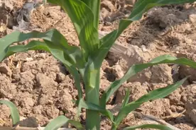 玉米长出侧芽，对产量有没有影响？农户如何解决？别做错了图片