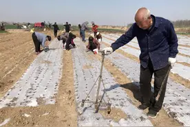 山西40岁的农村妇女，春耕时不种粮食，种赚钱的药材图片