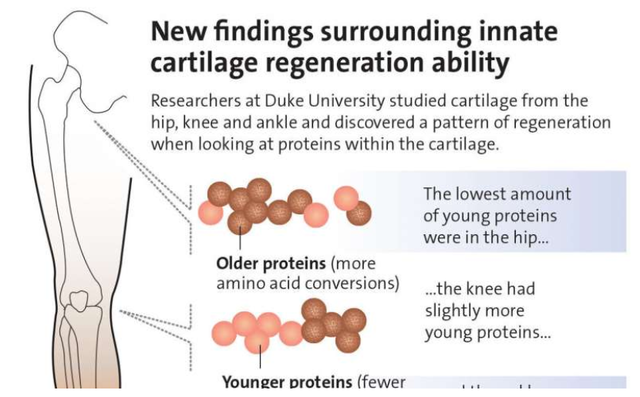 研究软骨中的蛋白质时发现了软骨的再生模式