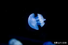 漂亮的水生动物—水母图片