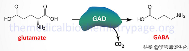氨基酸衍生物代谢（一）