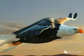 鹏华基金：重仓抱团股成灾 明星产品净值大跌图片