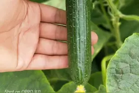 黄瓜出苗后什么时候浇水？影响上市早晚和产量，菜农要重视图片
