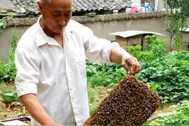 蜂群救助性饲喂要注意哪些问题？别好心办坏事，要明白再饲喂图片