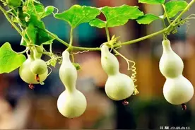 想要种出好葫芦，这些事现在就要做，错过白费一整年图片