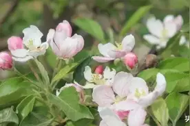 苹果落花后多少天打药最合适？图片