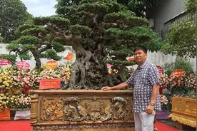 男子花470万买回棵三百年的古树，4个月后转手卖了825万图片