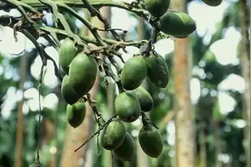 “海南槟榔牛市”还能走多久？图片