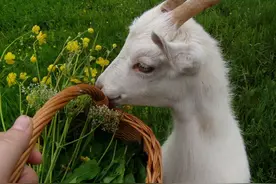 一个人可以养多少只羊图片