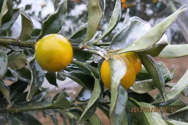 植物防冻剂，真能防冻吗？怎么选择？怎么使用？要点都在这