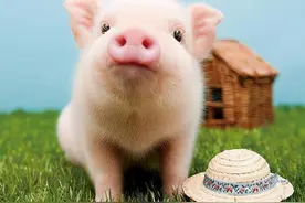 珍贵吉祥好运的宠物名字-可爱点图片