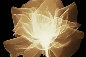 世界上10种透明的动物？青蛙的腹部覆盖着半透明的皮肤图片