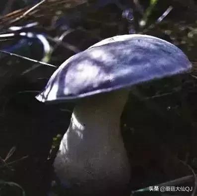 楚雄市南华县舌尖盛宴——菌子大全