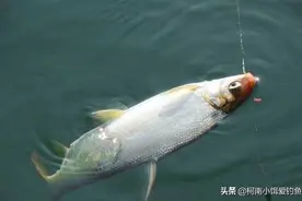 小型鱼当中的“大力士”，家乡有这种鱼算是有福了图片