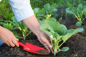 蔬菜定植：栽多深合适？3点做不好，后期麻烦多图片