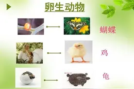 为什么禁止克隆技术？太可怕了，这是克隆技术史上的几个大事件图片