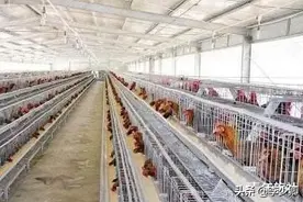 超市的鸡蛋不是母鸡下的？实拍工厂生产全程，看完终于明白了图片