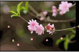 PPT动画教程2：制作落英缤纷或雪花飞舞效果图片