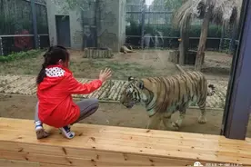 北京新开一家动物园，可以和老虎共进午餐图片